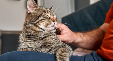 bienestar gato bienestar gato